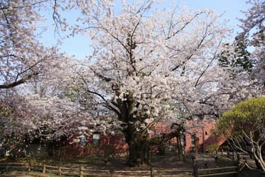 日本一太いソメイヨシノ