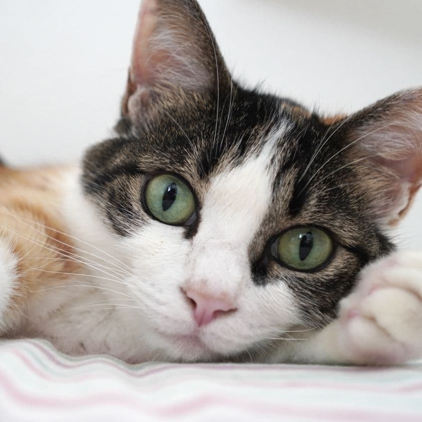 猫の「おしっこ」チェックで腎臓病を早期発見!
プロジェクト始動に伴い全国の愛猫家からモニター募集開始