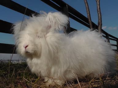 ふわふわのイングリッシュアンゴラ