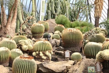 伊豆シャボテン公園 温室