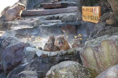 カピバラの露天風呂 ポーズ