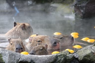 カピバラの露天風呂 ゆず湯