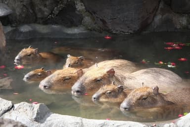 カピバラの露天風呂 整列