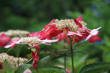 あじさい「花まつり」