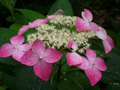 あじさい「白花」