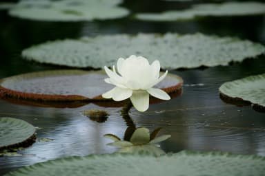 オオオニバスの花1日目