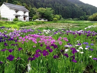 花菖蒲 5月20日現在