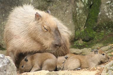 カピバラの赤ちゃん(1)