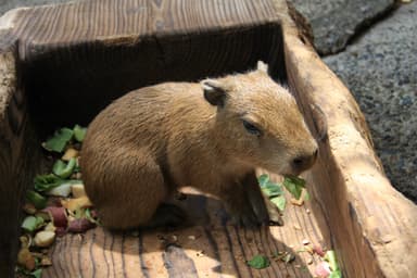 カピバラの赤ちゃん(2)