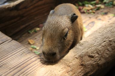 カピバラの赤ちゃん(3)