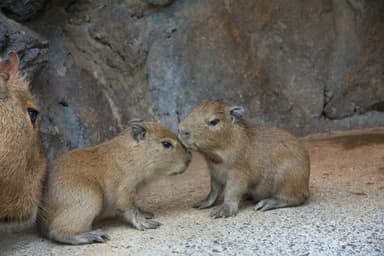 カピバラの赤ちゃん(4)