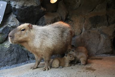 カピバラの赤ちゃん(5)