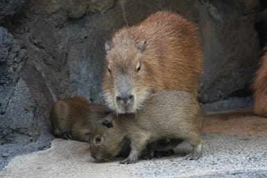 カピバラの赤ちゃん(6)