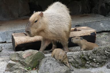 カピバラの赤ちゃん(7)