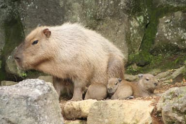 カピバラの赤ちゃん(9)