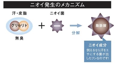 ニオイ発生のメカニズム