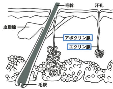 サラサラ汗とベタベタ汗