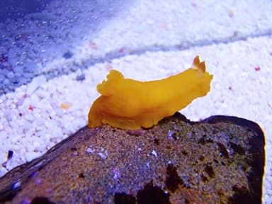 ウミウシしか食べないキヌハダウミウシ