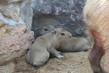 カピバラの赤ちゃん