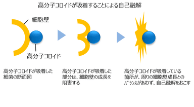 細菌を自己融解へ導く仕組み