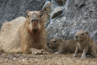 伊豆シャボテン公園 カピバラの赤ちゃん