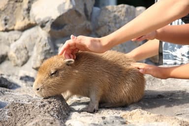 伊豆シャボテン公園 カピバラの赤ちゃん