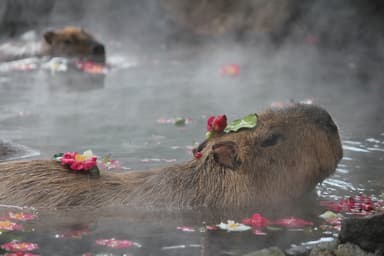 「カピバラの露天風呂」(2)