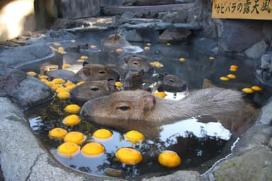 「カピバラの露天風呂」(3)