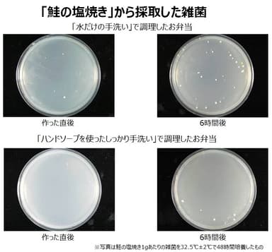 お弁当の鮭の塩焼きから採取した雑菌