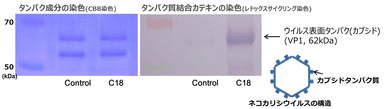 EGCG-C18はウイルス表面タンパク質(カプシド)に結合する(電気泳動解析)