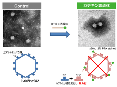ネコカリシウイルスの電子顕微鏡解析