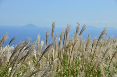 稲取細野高原すすきイメージ3