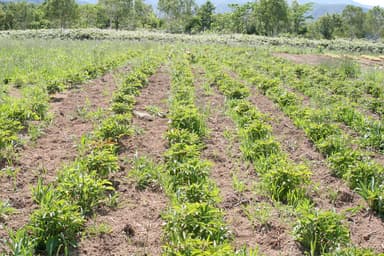 北海道暑寒別岳パイロットファーム3