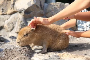 カピバラふれあい