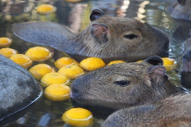 元祖カピバラの露天風呂5