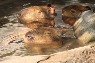 元祖カピバラの露天風呂6