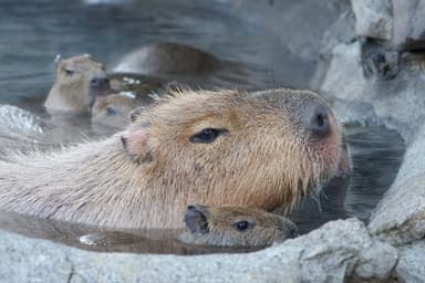 元祖カピバラの露天風呂7