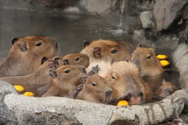 元祖カピバラの露天風呂8