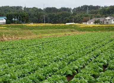 栽培中の白菜