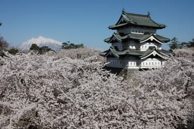 弘前公園の桜