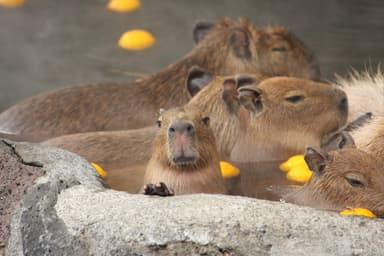 元祖カピバラの露天風呂3