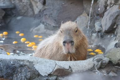 元祖カピバラの露天風呂4