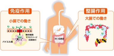 BG乳酸菌 作用