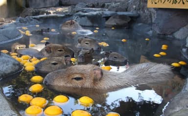 伊豆シャボテン公園　元祖カピバラの露天風呂ゆず湯