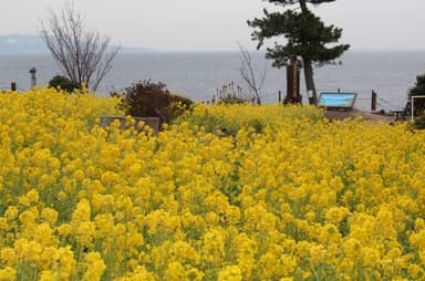 伊豆四季の花公園　菜の花