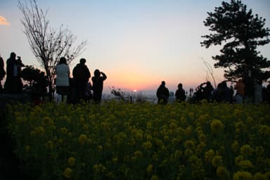 伊豆四季の花公園　初日の出