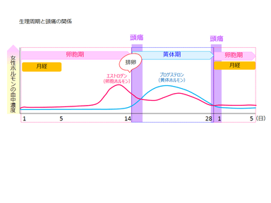 生理周期と頭痛の関係