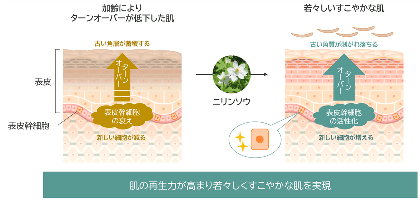 「ニリンソウ」が肌の再生力を高め若々しい状態に導くことを発見