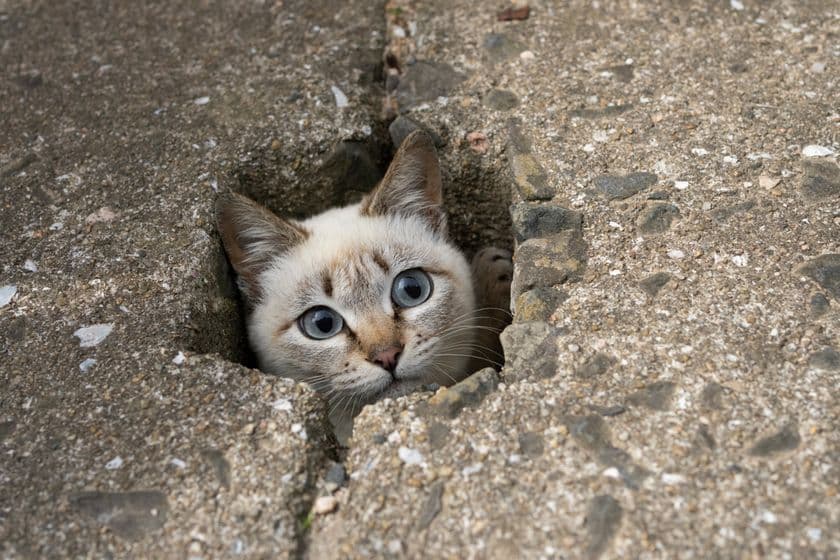 写真家 五十嵐 健太の飛び猫10周年記念
「島猫そらら写真展」を10月2日から新宿マルイアネックスで開催