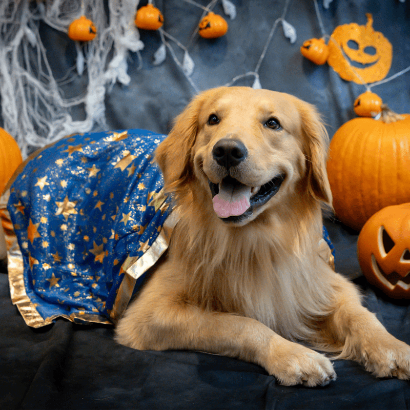 《参加無料》ワンちゃんが主役!
【Happyハロウィンイベント】をドッグパーク那須で
“ワンコンシェルジュ”と贈る、新しい体験型イベントを開催!